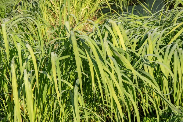 Reeds Green Water Pond — Stock Photo, Image