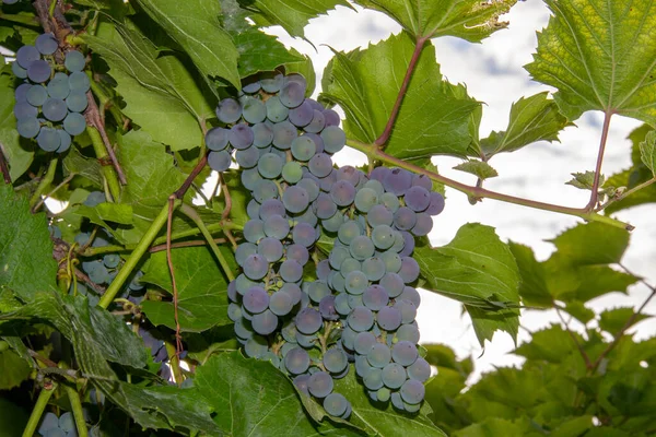Raisins Bordeaux Rouges Sur Une Vigne Dans Jardin — Photo