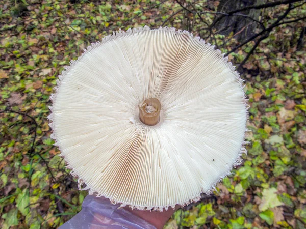 Delicioso Guarda Chuva Cogumelos Comestíveis Que Cresce Florestas Mistas — Fotografia de Stock