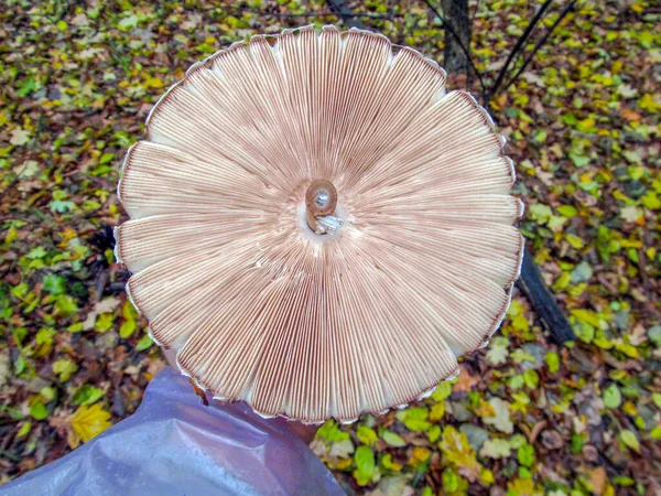 Heerlijke Eetbare Paddenstoel Paraplu Die Groeit Gemengde Bossen — Stockfoto