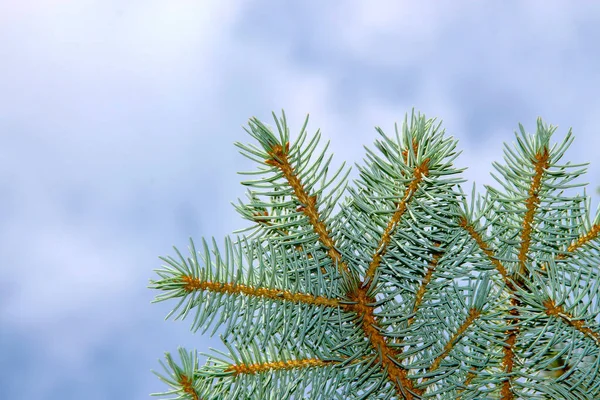 Junge Grüne Zweige Eines Weihnachtsbaums Garten — Stockfoto