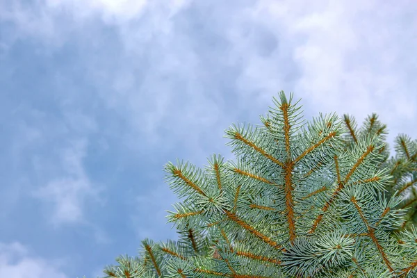 Jeunes Branches Vertes Sapin Noël Dans Jardin — Photo