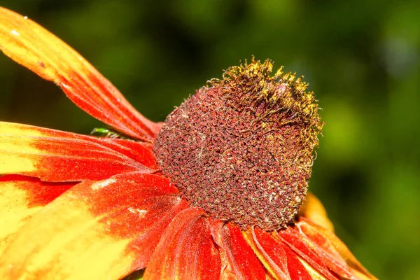 Flor Amarillo Negra Con Pétalos Jardín — Foto de Stock