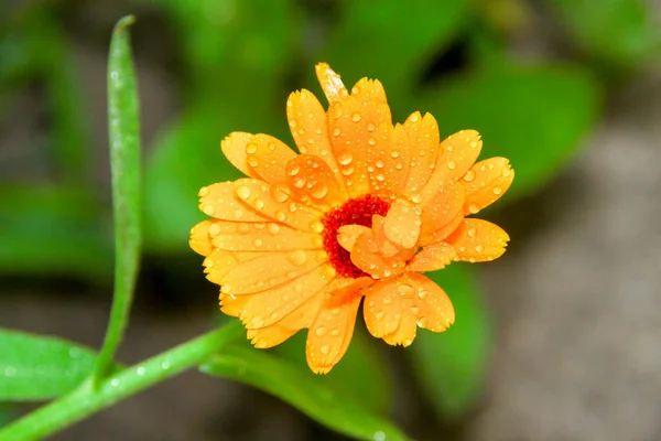 Pequena Flor Amarela Com Gotas Água Nas Pétalas Jardim — Fotografia de Stock