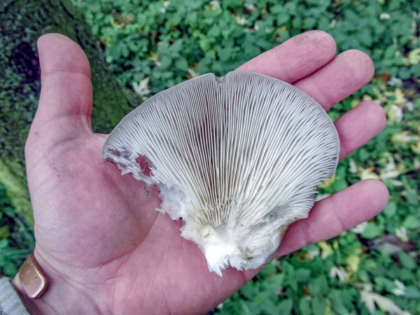 Ein Essbarer Pilz Namens Austernpilz Der Auf Einem Baum Wächst — Stockfoto