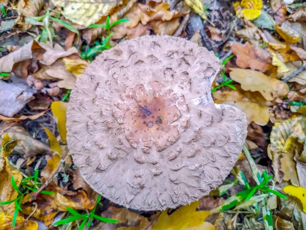 Heerlijke Eetbare Paddenstoel Het Bos — Stockfoto