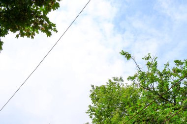 Ormanın yakınındaki gökyüzü ve elektrik hatları