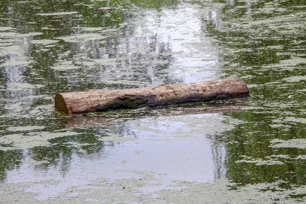 Деревянное Бревно Воде Парке — стоковое фото