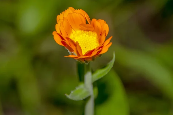 Flor Amarilla Con Pétalos Jardín Agosto — Foto de Stock