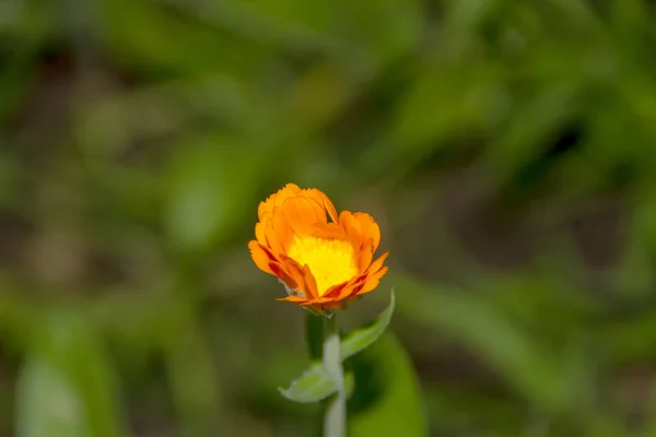 Ağustosta Bahçesinde Taç Yaprakları Olan Sarı Çiçek — Stok fotoğraf