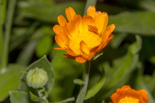 Gelbe Blume Mit Blütenblättern Garten August — Stockfoto