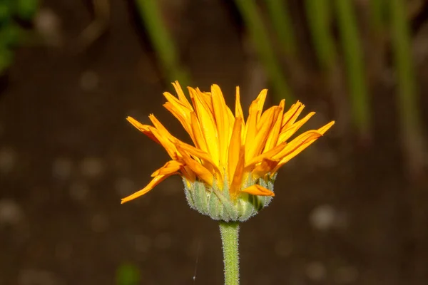 Flor Amarilla Con Pétalos Jardín Agosto — Foto de Stock