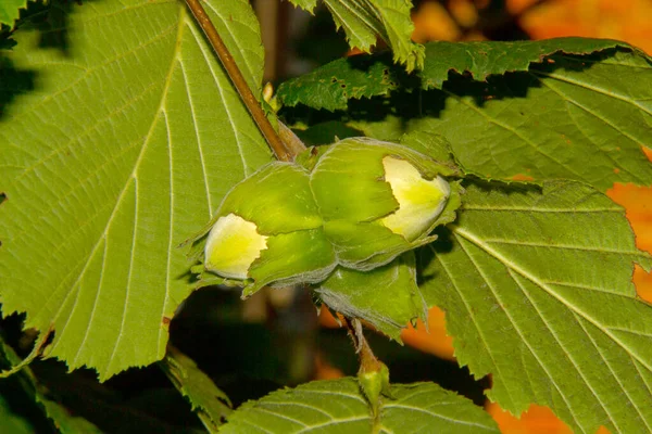 Gröna Blad Och Hasselnötter Trädgården Augusti Som Tillsätts Choklad — Stockfoto