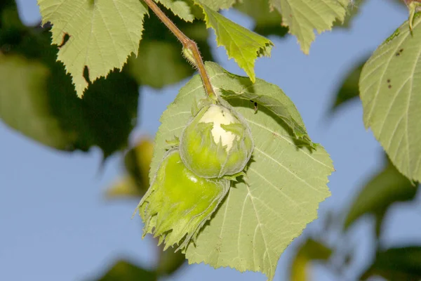 Gröna Blad Och Hasselnötter Trädgården Augusti Som Tillsätts Choklad — Stockfoto