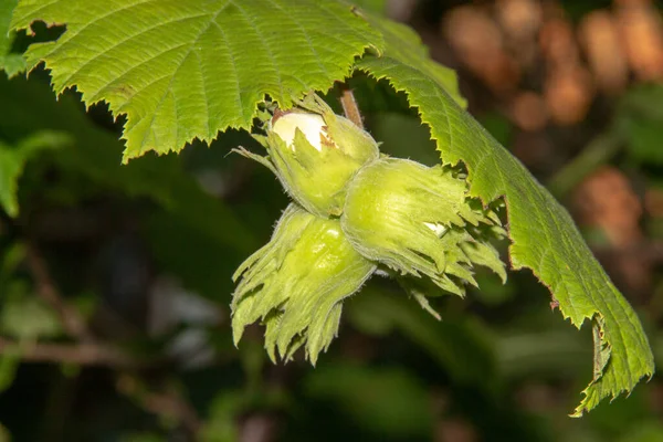 Gröna Blad Och Hasselnötter Trädgården Augusti Som Tillsätts Choklad — Stockfoto