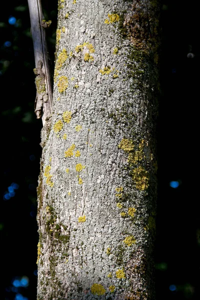 Träd Bark Konsistens Parken — Stockfoto