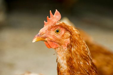 Çiftlikte kırmızı tüylü tavuk