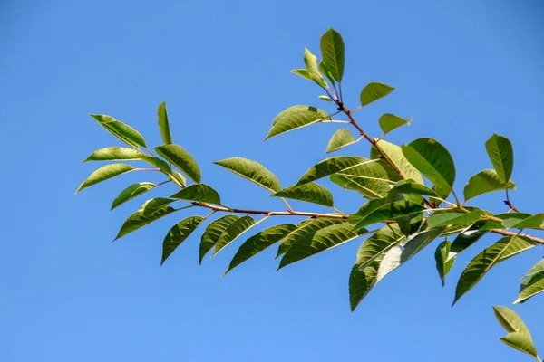 Zelené Listy Stromů Zahradě Srpnu — Stock fotografie