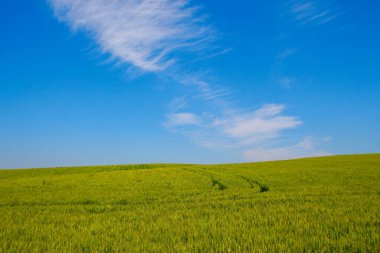 Yeşil buğday tarlası ve mavi gökyüzü