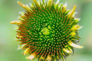 Tarlada yeşil dulavrat otu