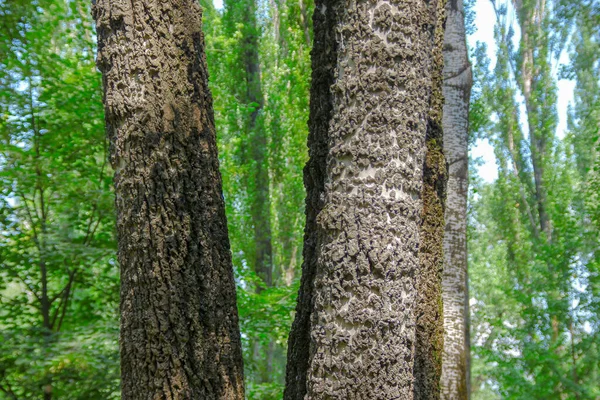 Puiston Puiden Latvus Kuori — kuvapankkivalokuva