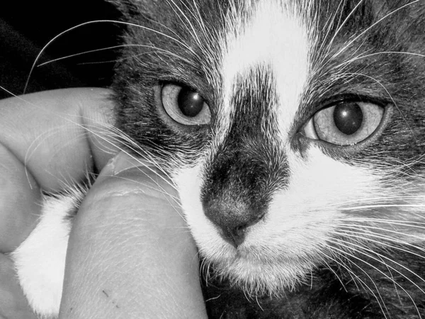 Pequeño Gato Blanco Negro Gris — Foto de Stock