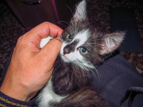 Kleine Schwarze Und Graue Weiße Katze — Stockfoto