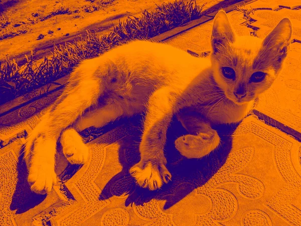 Pequeno Gato Branco Bonito Com Olhos Amarelos — Fotografia de Stock