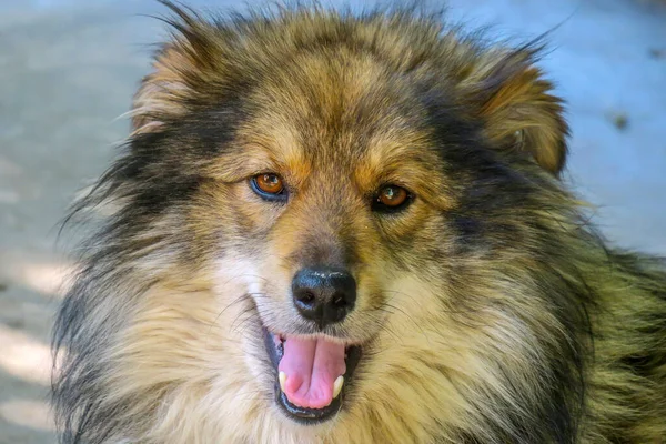 Beautiful Young Gray Dog Stock Photo