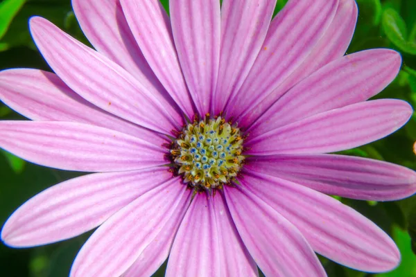 Macro Disparo Una Hermosa Flor Púrpura Parque —  Fotos de Stock