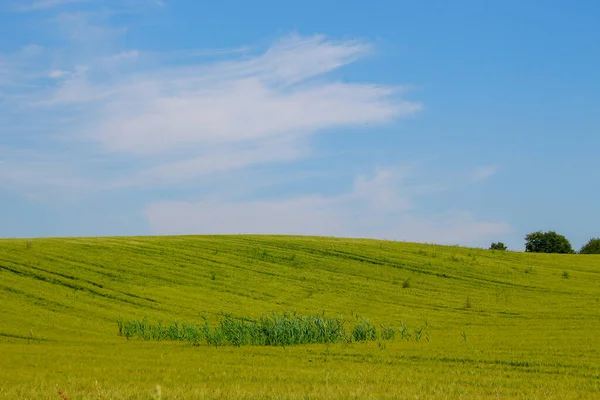 Groene Tarweveld Blauwe Lucht — Stockfoto