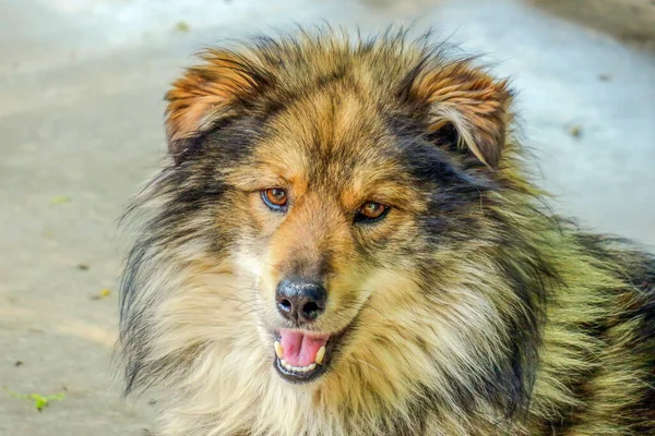 Cão Ruivo Quente — Fotografia de Stock
