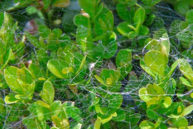 Yeşil bir boxwood çalısı üzerinde örümcek ağı