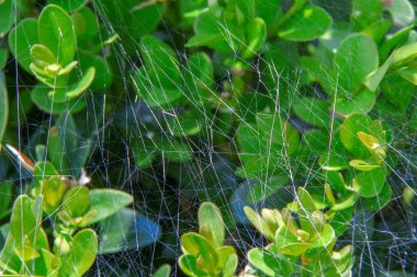 Yeşil bir boxwood çalısı üzerinde örümcek ağı