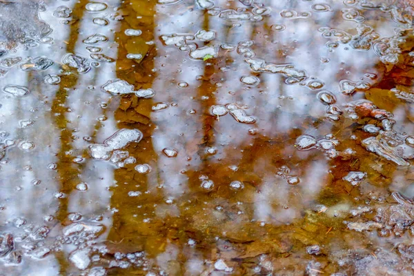 Water Puddle Woods Yellow Leaves — Stock Photo, Image