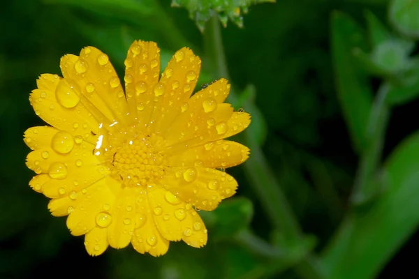 Schöne Gelbe Blume Garten Neben Dem Haus — Stockfoto