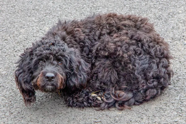 Wütender Schwarzer Hund Bereitet Sich Auf Angriff Vor — Stockfoto