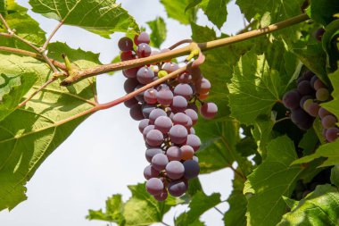 Bir demet mavi üzüm ve yeşil yaprak.