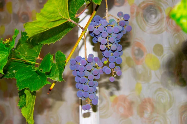 青ブドウと緑の葉の束と果実 — ストック写真