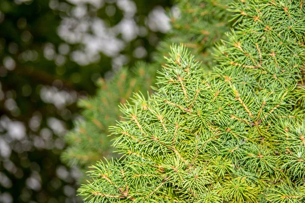 Grüne Zweige Eines Weihnachtsbaums Garten Für Hintergründe Und Texturen — Stockfoto