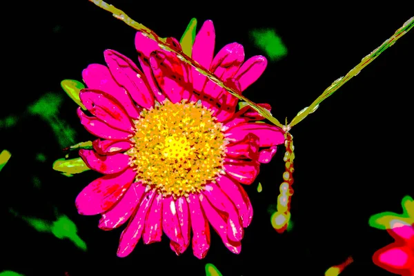 Hermosa Flor Roja Con Pétalos Jardín Agosto — Foto de Stock
