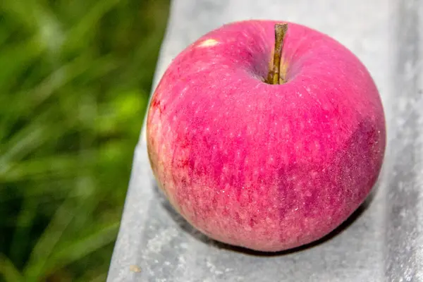 Roter Apfel August Garten — Stockfoto