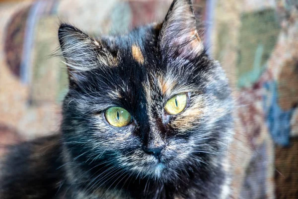 Czarny Kot Żółtymi Oczami Kanapie — Zdjęcie stockowe