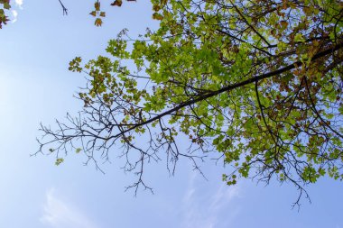Gökyüzü ve yeşil yaprakların üzerinde eski kestane dalları