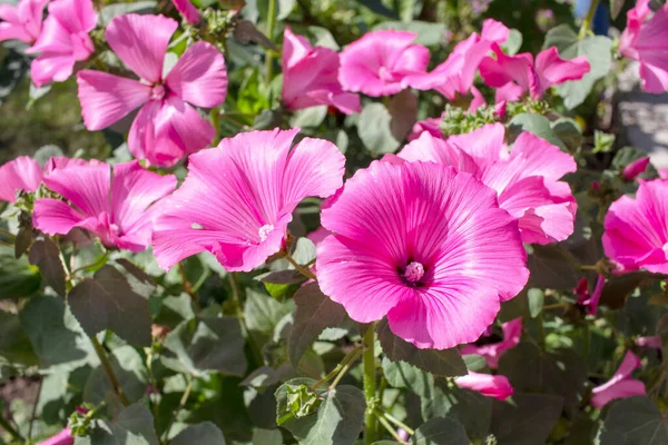 Mooie Rode Bloem Met Bloemblaadjes Tuin Augustus — Stockfoto