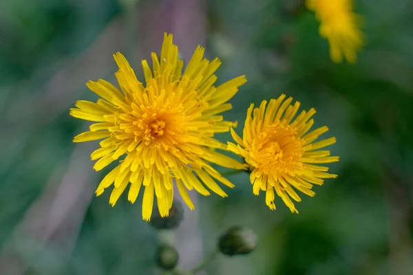 Piękny Żółty Kwiat Płatkami Drodze Sierpniu — Zdjęcie stockowe