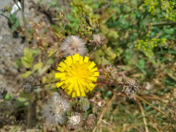 Bela Flor Amarela Com Pétalas Beira Estrada Agosto — Fotografia de Stock