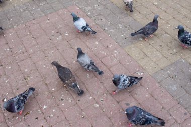 Şehirdeki kaldırım taşlarının üzerinde yabani güvercinler