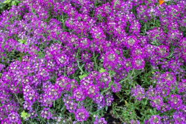 Ağustosta çiçek tarhında mor çiçekler