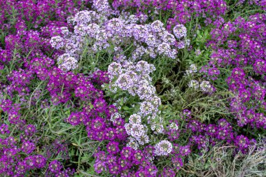 Ağustosta çiçek tarhında mor çiçekler